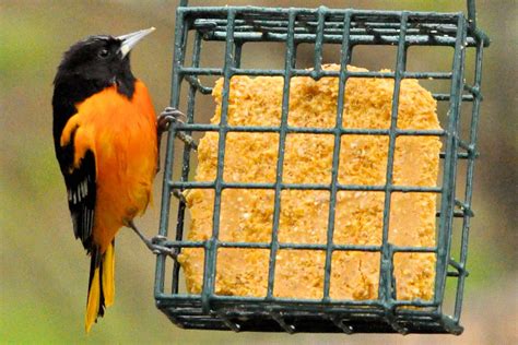 Oriole Bird Food Recipe - banana-breads.com