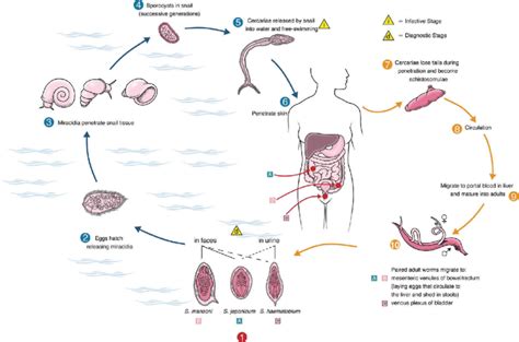 Schistosoma Haematobium Life Cycle