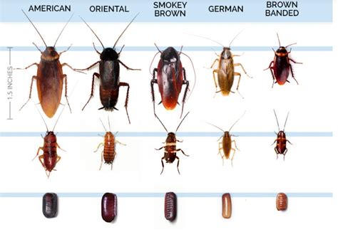 5 Signs You Have a Cockroach Infestation | by John white | Medium