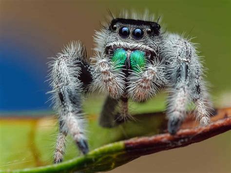 Meet the 10 cutest spiders in the world