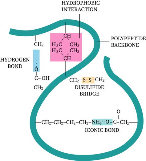 Tertiary Structure of Protein | bartleby