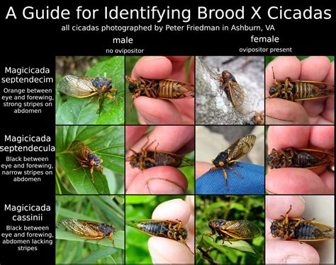 A Guide for Identifying Brood X Cicadas - The Clockwork Orrery Blog