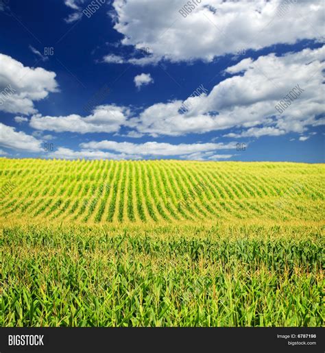 Corn Field Image & Photo (Free Trial) | Bigstock