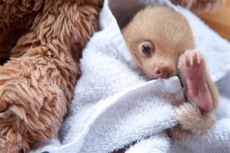 Cute Sloth Pictures: Adorable Photos of Sloths | Reader's Digest