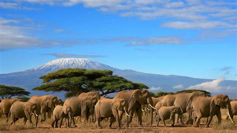 Amboseli National Park - Explorer Kenya Safaris | Kenya Safari Holidays