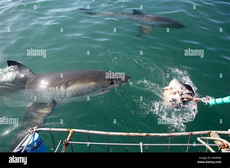 Great White Shark Cage diving in Mossel Bay, Südafrika Stockfotografie ...