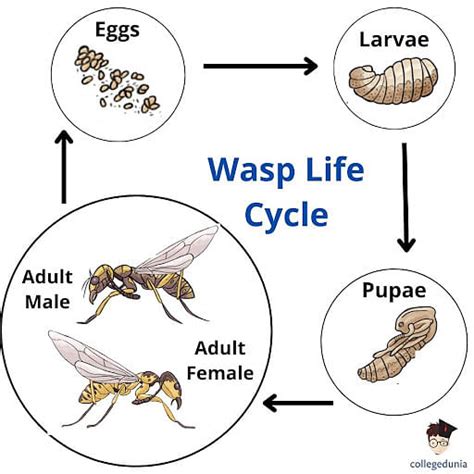 What Is The Life Cycle Of A Wasp