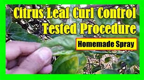 Citrus Leaf Curl Disease - Captions Cute Viral