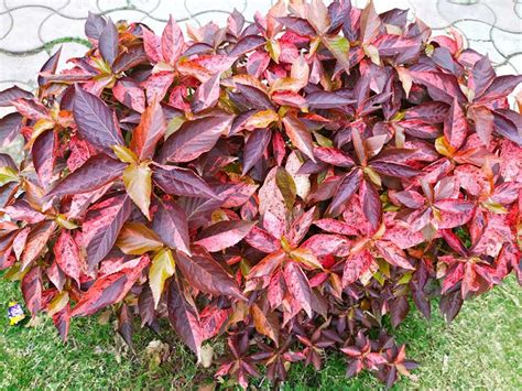 Growing Copperleaf Plants (Acalypha wilkesiana) - Garden Lovers Club