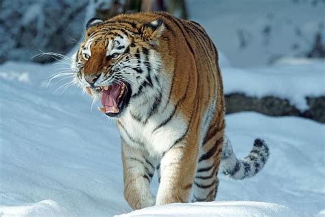 17 Wild Animals in Siberia [Wildlife in Siberia] - Kevmrc