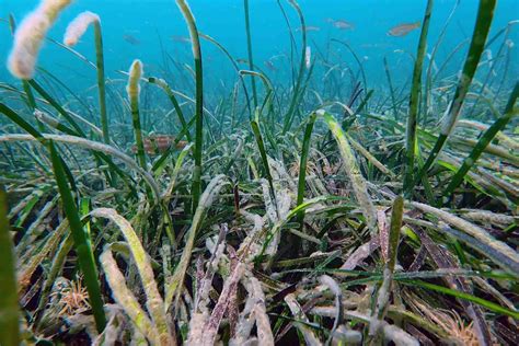 Seagrass lifts ‘blue carbon’ hopes in Cornwall