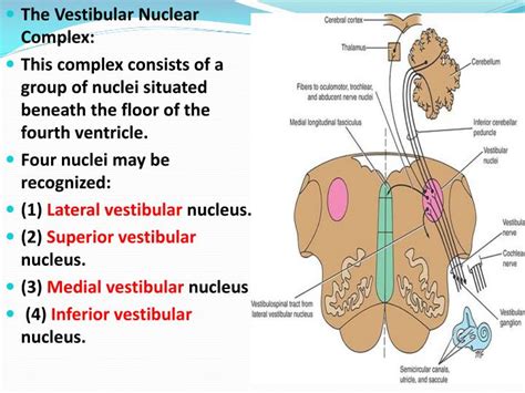 PPT - Vestibulocochlear Nerve(VIII) PowerPoint Presentation - ID:2244994