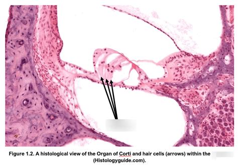 2.2 Organ of Corti Histology Diagram | Quizlet