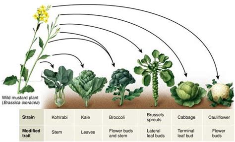 Wild Mustard Plant | The poor, misunderstood calorie