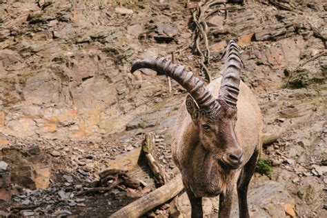 A Close-up of a Caucasian Mountain Goat with Huge Horns Stock Photo ...