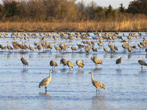 Where Do Sandhill Cranes Live? (Habitat + Distribution) | Birdfact