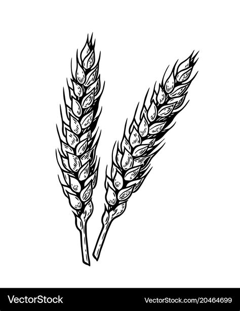 Wheat Royalty Free Vector Image - VectorStock