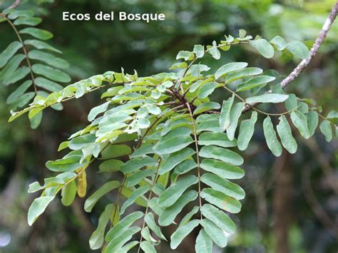 Hymenolobium mesoamericanum | Ecos del Bosque