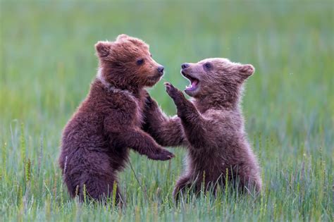 Grizzly Bear Cubs Playing