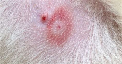 It’s Tick Season. Protect your pets from tick-borne illnesses. | The ...