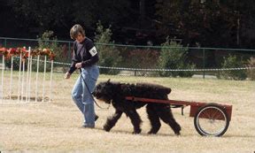 Dog Carting and Draft Training - Whole Dog Journal