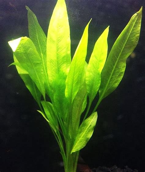 Amazon Sword Plant MEDIUM - Goodjoseph LIVE Fish Store