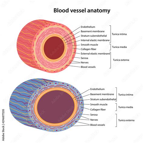 Arteries Cross Section