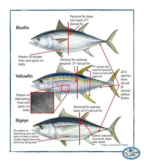 The 15 Types of Tuna: Which is the Best to Eat? - Oak Rowan Foodie