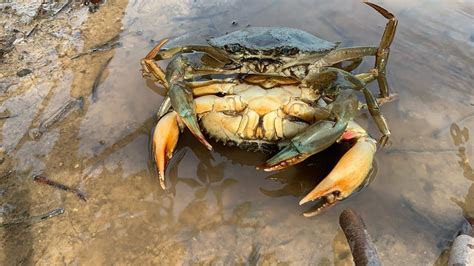 Hunting Alimango In Dry Season | Catching GIANT MUD Crab In Secret Hole ...