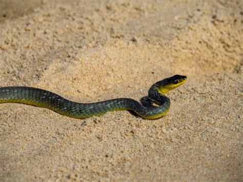 180+ Green Tree Snake Photos Stock Photos, Pictures & Royalty-Free ...