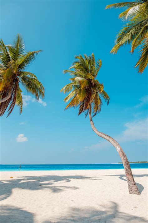 Palm Tree Island Wallpapers - Top Free Palm Tree Island Backgrounds ...