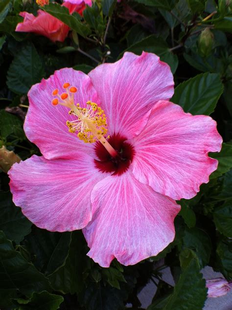 Hibiscus ~ Florida's second state flower (orange blossom is the ...