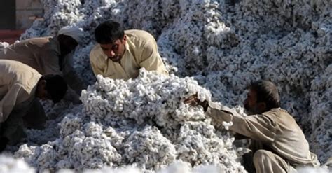 Cotton Production In India - state wise cotton production