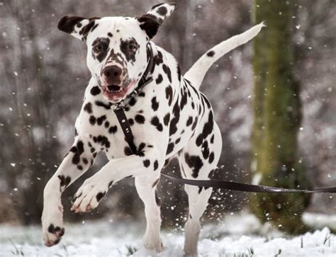 Top 10 Fastest Breeds Of Dog