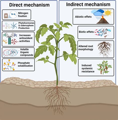 Frontiers | Plant Growth-Promoting Rhizobacteria Eliminate the Effect ...