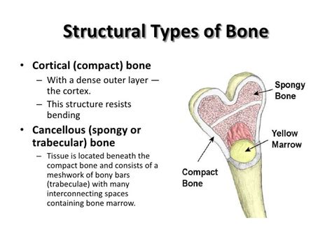 Spongy And Compact Bone Diagram / Diagram Human Bone Anatomy Useful ...