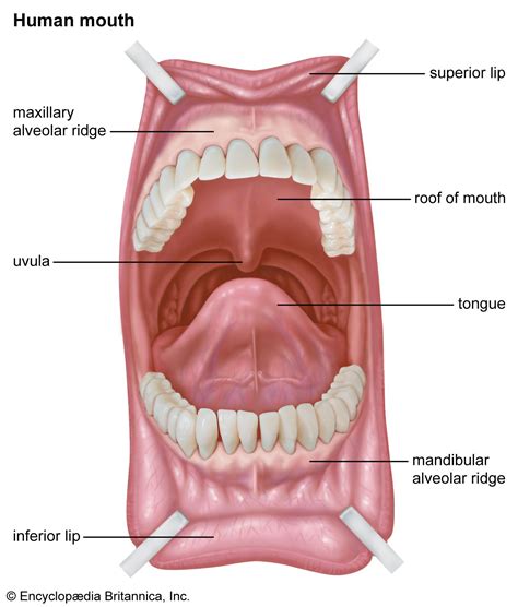 Hard And Soft Palate Diagram