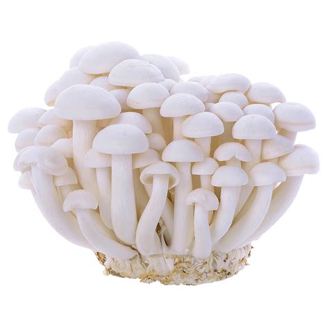 White Beech Mushroom (Bunapi) - 150 g – Asian Veggies