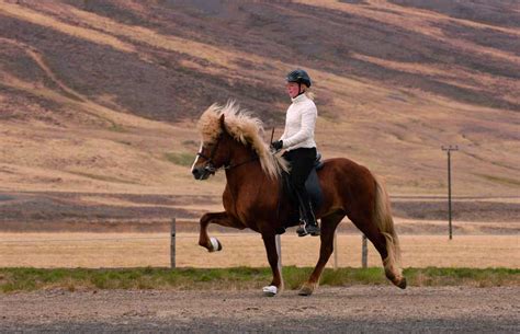 The gaits - Pur Cheval