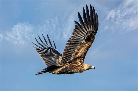 Wedge Tailed Eagle In Flight Stock Photo - Download Image Now - iStock