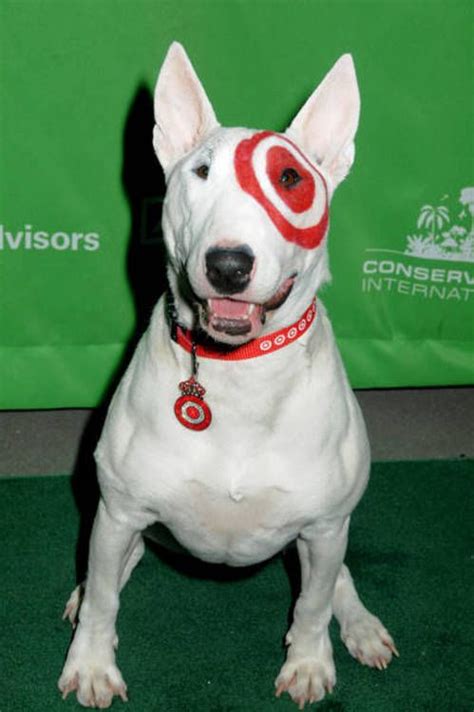 target | Most cutest dog, Cutest dog ever, Famous dogs