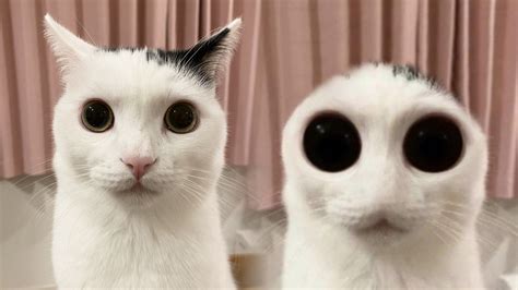 Gợi ý: Chủ đề cho bài viết One-eyed cat meme One-eyed cat meme: Những ...