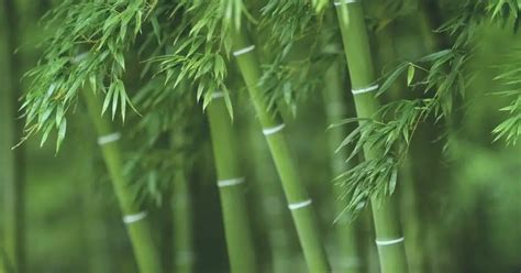 Bamboo 101: The Many Uses & Incredible Health Benefits