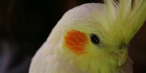 What Are The Best Small Parrots As Pets? - Cockatiels As Pets