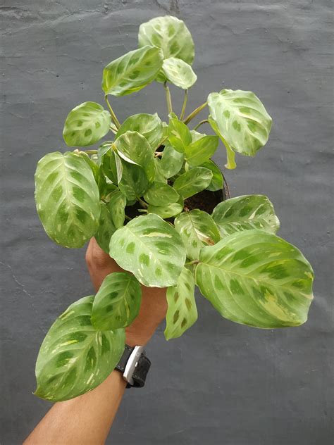 Calathea Leuconeura Variegated – Giant Tropical Nursery