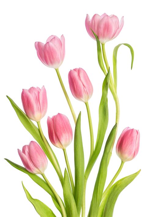 Tulips | Tulips art, Tulip painting, Flower drawing