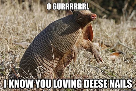 Armadillo Memes