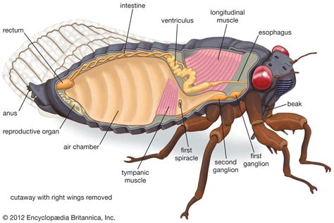 Cicada Diagram