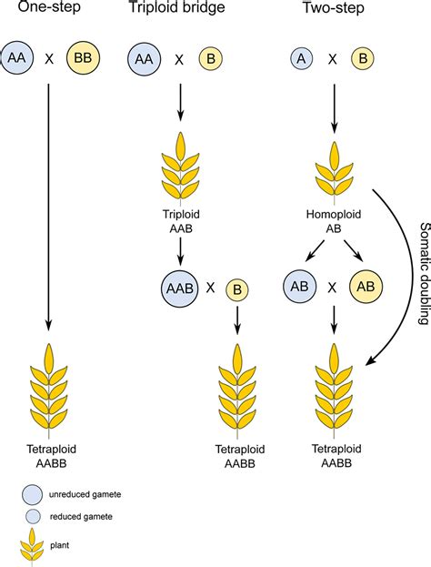 Polyploidy In Plants