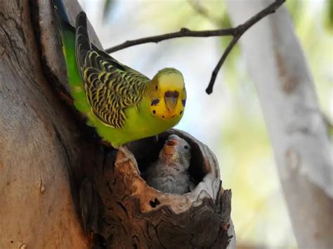 Budgerigar - Facts, Diet, Habitat & Pictures on Animalia.bio